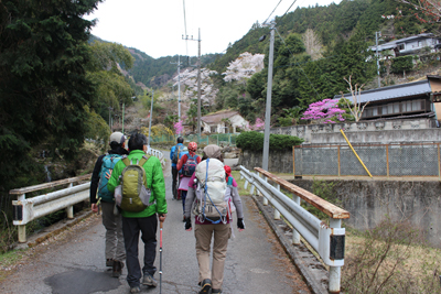 美しい木々の花を見ながら舗装道路を歩いている写真