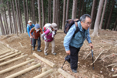 杉林を登っている写真