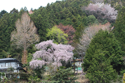 花盛りの里の写真