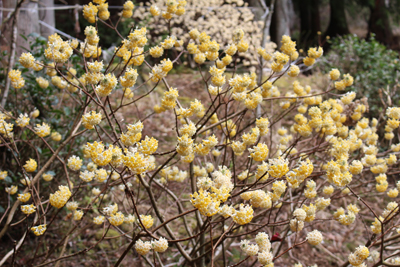 ミツマタの花の写真