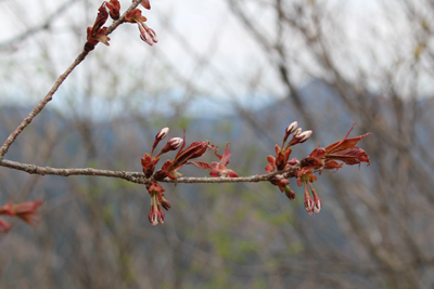 桜のつぼみの写真