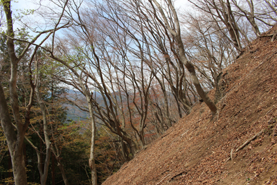 芽吹きの木々の林の写真