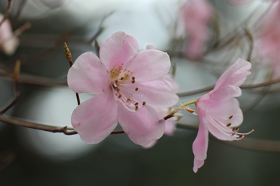 アカヤシオの花のアップの写真