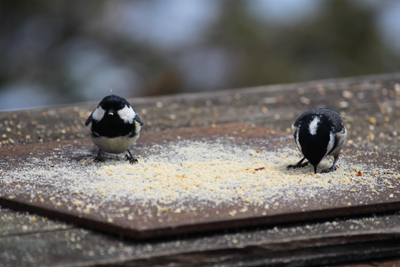 餌台の上で餌をついばむ２匹のヒガラの写真