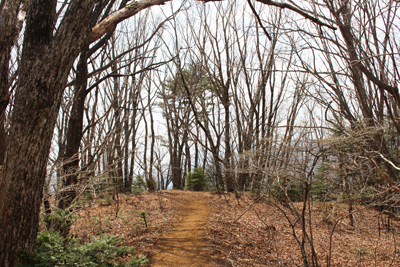 静かな冬枯れの林と登山道の写真