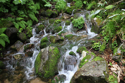 苔むした岩の多い沢の写真