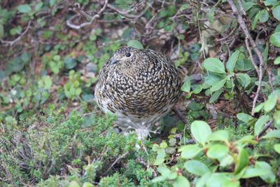 こちらを向いた雌雷鳥の写真