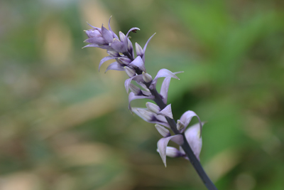 名前の分からない紫色の花の写真