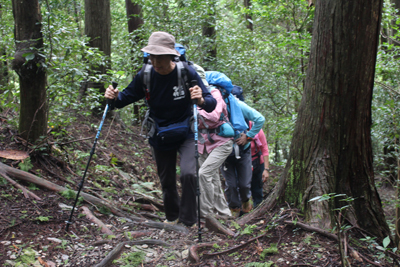 根の多い登山道を登っている写真