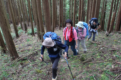 杉林の中を登っている写真