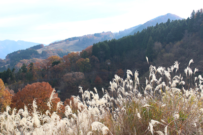 ススキと大霧山の写真