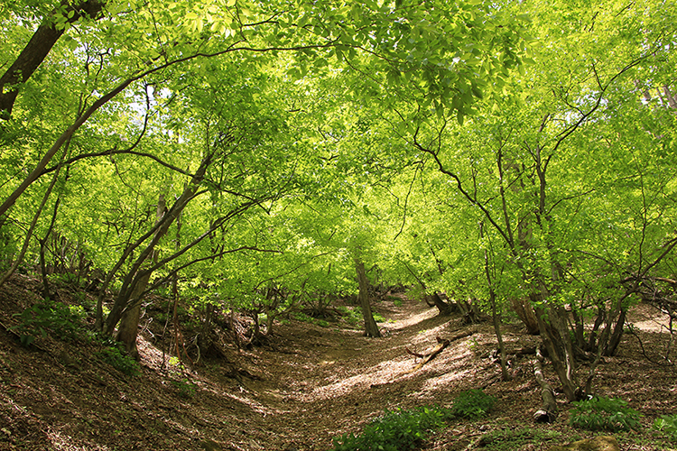 両神山で撮影した木々が緑のトンネルのように見える写真