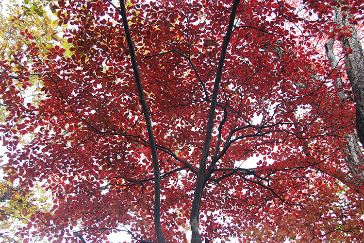 榧ノ尾山で撮影した紅葉した木を下から見上げた写真